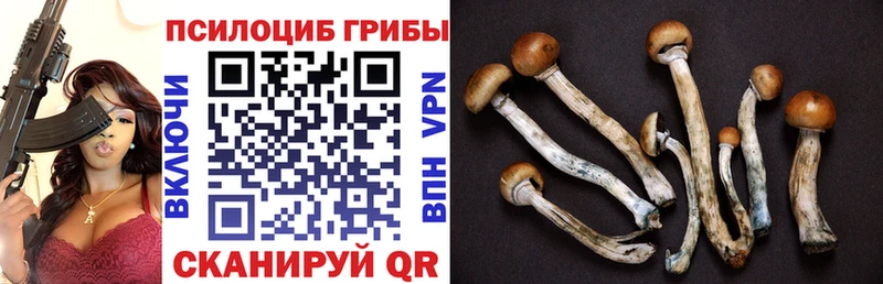 Галлюциногенные грибы Psilocybe  Купить  Гурьевск 
